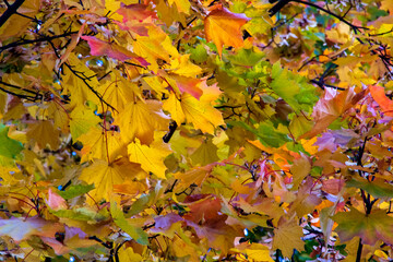 autumn leaves background