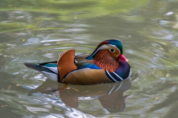 Mandarin duck.