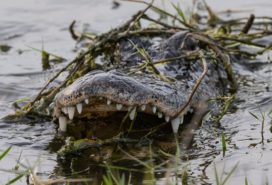alligator eating fish