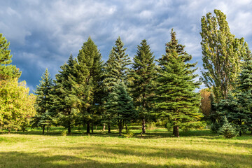 Fototapeta na wymiar Coniferous trees in the meadow.