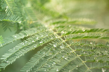 fairy tale styled macro shot of rain drops on fern leafs, hard blur on background