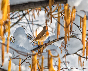 A robin bird on a hazel branch in winter