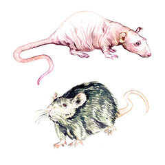 Hairless (fancy, Rattus norvegicus domestica) rat and brown rat (Rattus norvegicus), hand painted watercolor illustration