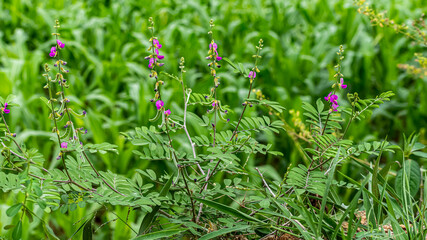 Amazing image of Tephrosia purpurea plant (kolunji) flower in india