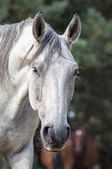 Obraz premium Close up portrait of a gray stallion. Dark mane, calmly closed eyes, no stress, majestic