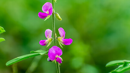 Amazing image of Tephrosia purpurea plant (kolunji) flower in india