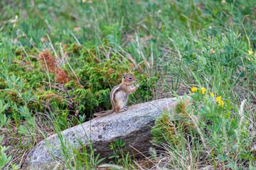 chipmonk