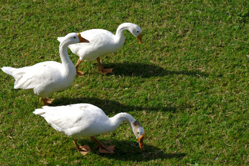 A family of Peking Domestic white ducks walk on green lawn in spring, domestic bird.