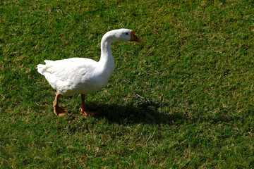 A family of Peking Domestic white ducks walk on green lawn in spring, domestic bird.