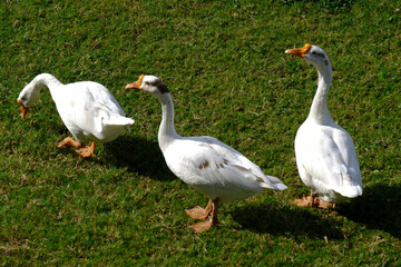 A family of Peking Domestic white ducks walk on green lawn in spring, domestic bird.