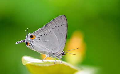 Tajuria cippus cippus (Fabricius, 1798) : Peacock Royal , beautiful butterfly on the green leaves in nature with colorful background from Thailand. Insect in green forest vegetation.