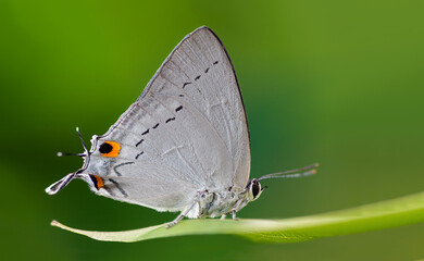 Obraz premium Tajuria cippus cippus (Fabricius, 1798) : Peacock Royal , beautiful butterfly on the green leaves in nature with green background from Thailand. Insect in green forest vegetation.