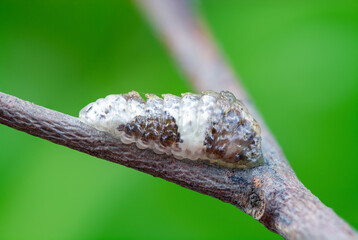 The last image of beautiful caterpillar (Peacock Royal or Tajuria cippus cippus) on brown branch before pupa stage with green background in nature, Thailand.