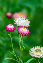 Strawflower or Helichrysum bracteatum, beautiful flowers in full bloom with green background at Doi mae taman,Thailand., Paper Daisy