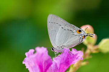 Peacock Royal  or Tajuria cippus cippus (Fabricius, 1798) , beautiful butterfly on pink flower with green background in Thailand. Insect in green forest vegetation.