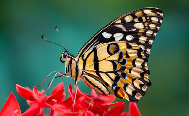 Yellow butterfly (Lime Butterfly  or Papilio demoleus malayanus Wallace, 1865) perching on red flower with green background in nature, Thailand.