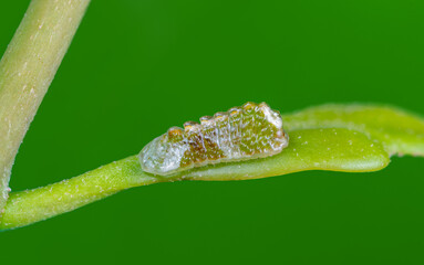 Beautiful caterpillar (Peacock Royal or Tajuria cippus cippus) creeps on a green leaf with green...