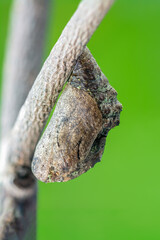 Pupa of Peacock Royal or Tajuria cippus cippus (Fabricius, 1798) on branch with green background, beautiful butterfly in Thailand.