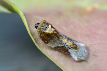 Beautiful caterpillar (Peacock Royal or Tajuria cippus cippus) creeps on leaf with black background in in nature.