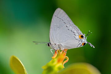 Tajuria cippus cippus (Fabricius, 1798) : Peacock Royal , beautiful butterfly on the Orange flower with green background in nature, Thailand. Insect in green forest vegetation.