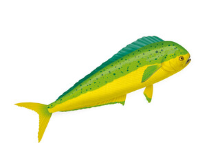 poisson, coriphène dauphin,  isolé, aliment, animal, blanc, pêche, frais, brut, sain, ailette, eau douce, nature, attraper, fleuve, blatte, fruits de mer, argent, queue, viande, écaille, fond blanc, n