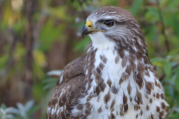 portrait d'automne de buse variable