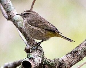 palm warbler on branch