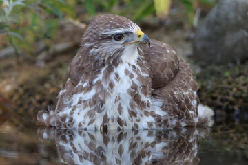 buse variable prenant un bain