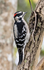 downy woodpecker on tree