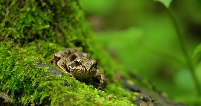 Close up of frog in the forest