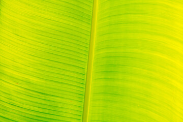Light dark yellow green. Abstract real nature beauty background. Macro vertical tropical banana leaf texture veins line. Symbol open book life excellence. Healthy organic food product for cook