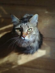 portrait of a cat