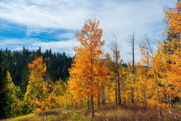 autumn in the forest