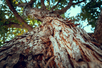 Big tree in a close up shot. Macro shot of a tree.