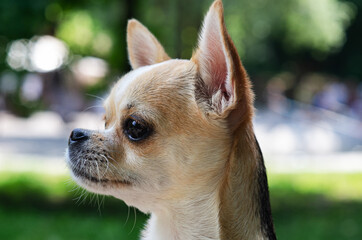 chihuahua dog head in nature, blurred background in green tones