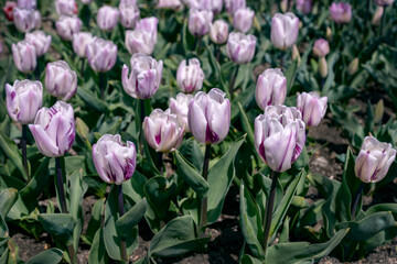 purple tulips in the garden