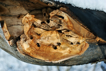 Tree trunk texture with termite holes covered with snow, natural wooden organic background texture close up detail