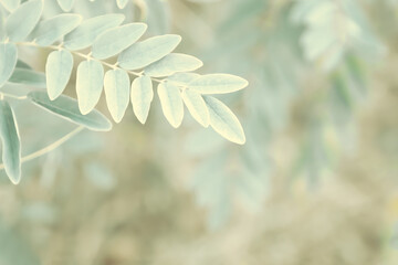 Foliage with plant leaves in nature. Color toning applied. - 471322261