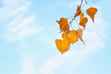 Autumn plant leaves over sky background in natural environment. Fall season.