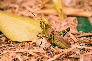 grasshopper