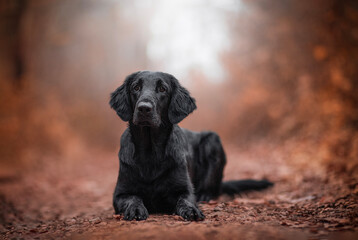 Black Flat-coated Retriever in autumn time