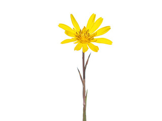 Yellow salsify flower isolated on white, Tragopogon dubius