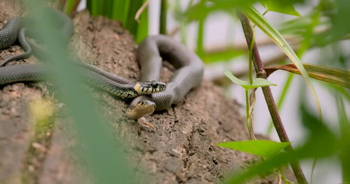 The grass snake or Natrix natrix near river