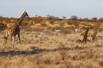 Giraffen in der Kalahari