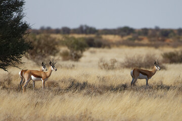 Fototapeta na wymiar Springböcke in der Kalahari
