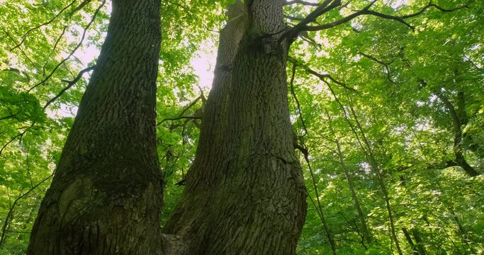 Landscapes  of beech in the springtime