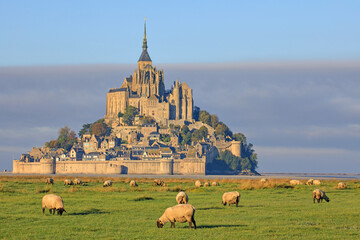 Moutons, Mont-Saint-Michel, Normandie, France 