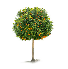 Orange tree on a white