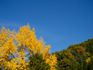 Fototapeta premium 銀杏と山と空