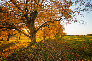 Vibrant Fall Tree with Orange Foliage